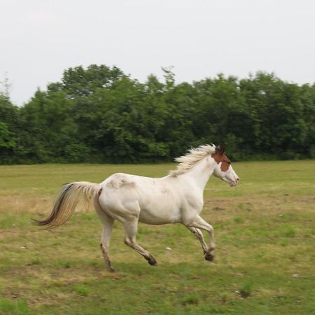 Agriturismo Al Ranch Castello dʼAviano المظهر الخارجي الصورة