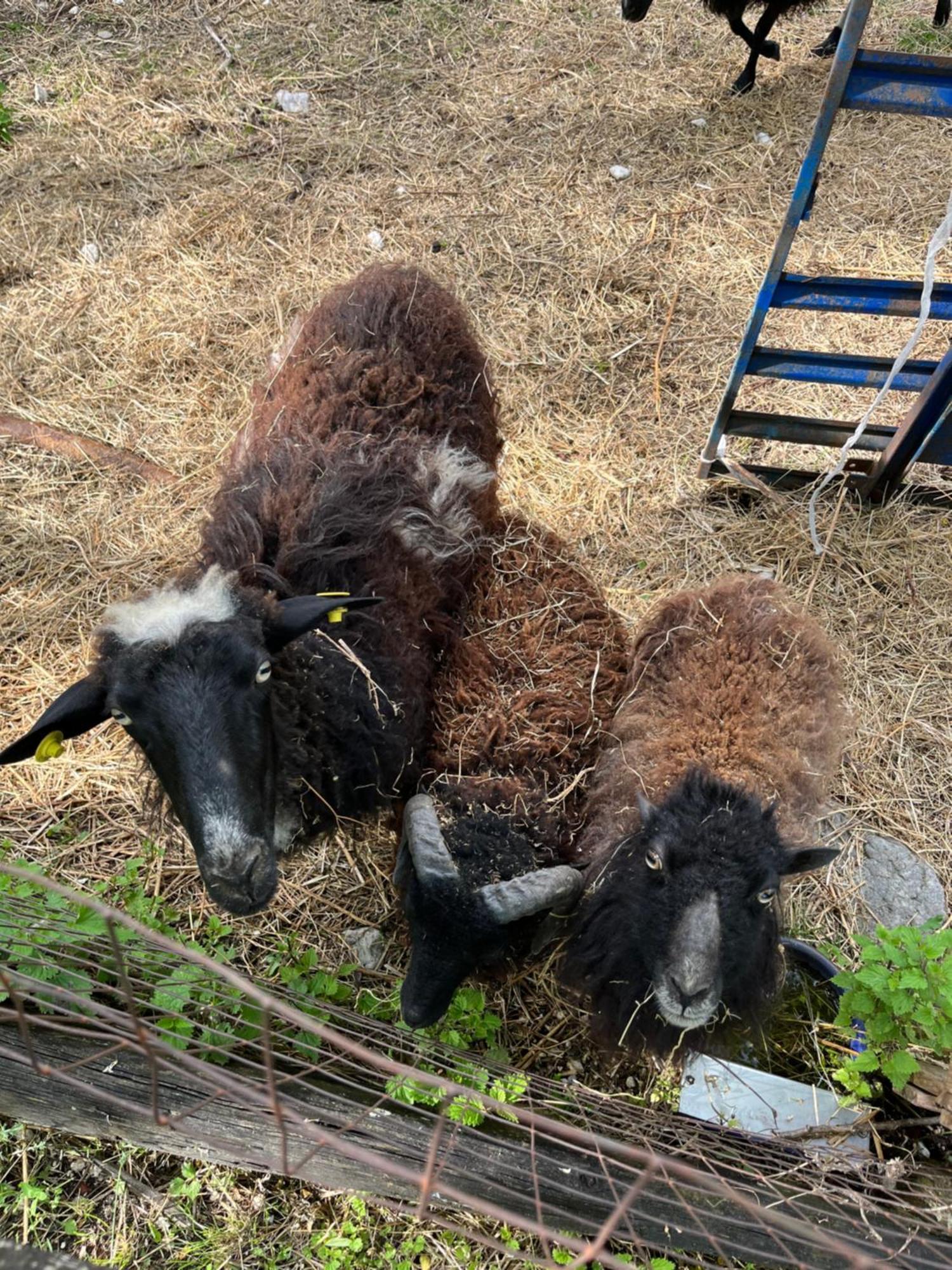 Agriturismo Al Ranch Castello dʼAviano المظهر الخارجي الصورة