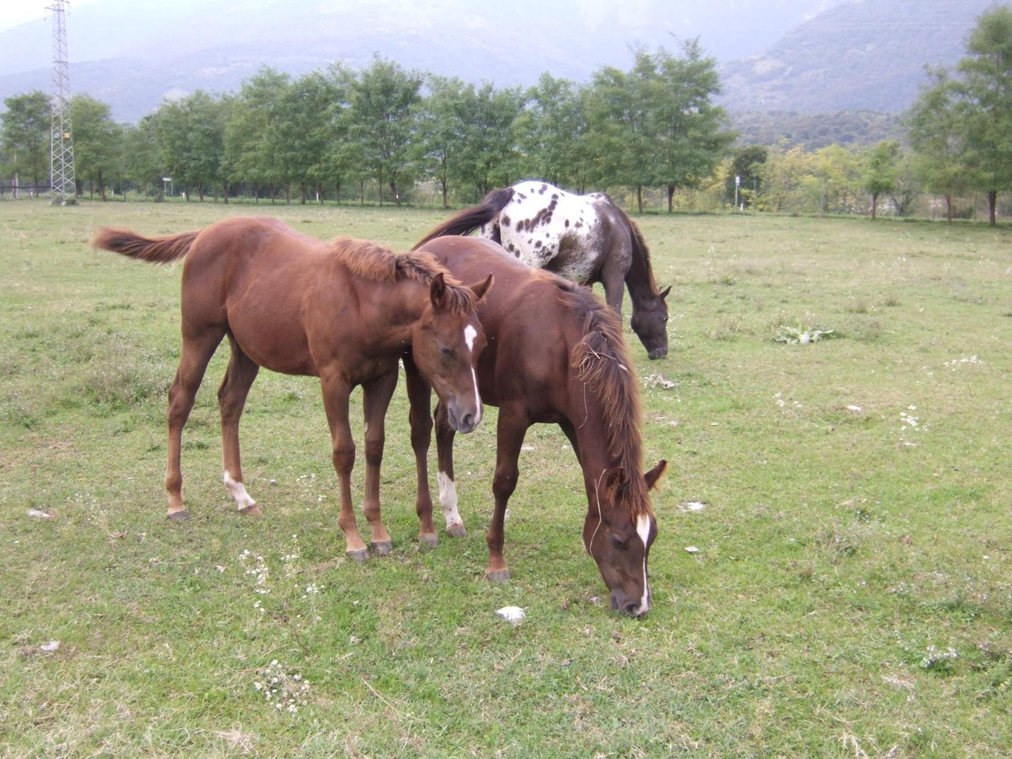 Agriturismo Al Ranch Castello dʼAviano المظهر الخارجي الصورة