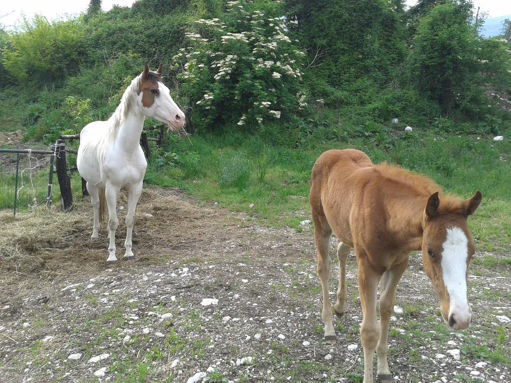 Agriturismo Al Ranch Castello dʼAviano المظهر الخارجي الصورة